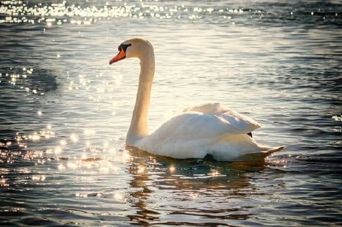 swan